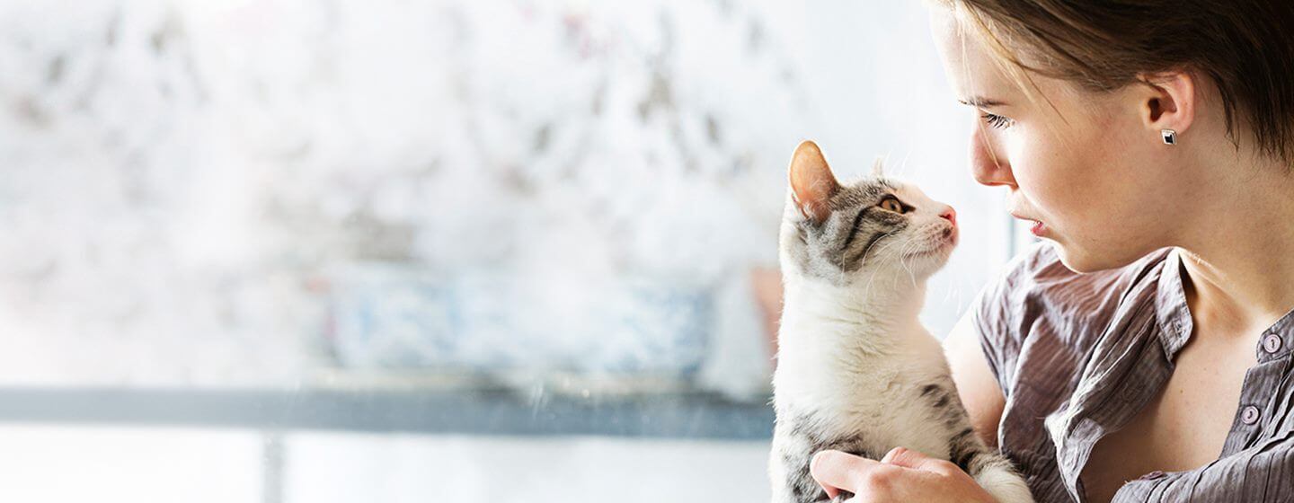 Indoor cats for sales adoption